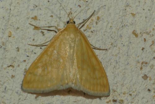 Réf. 237 579 : Sitochroa verticalis